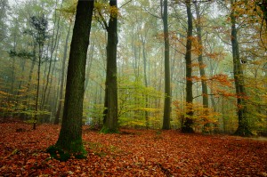 nebliger Herbstwald in Unterfranken