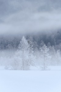 Ammergauer Alpen Winter Bäume Simon Bauer Landschaftsfotografie