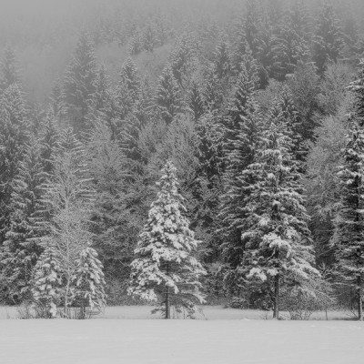 Ammergauer Alpen Bäume Winter Simon Bauer